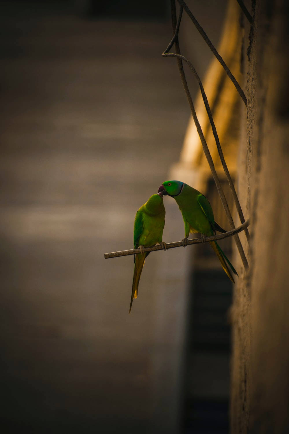 Love Birds Kiss Shallow Focus Wallpaper