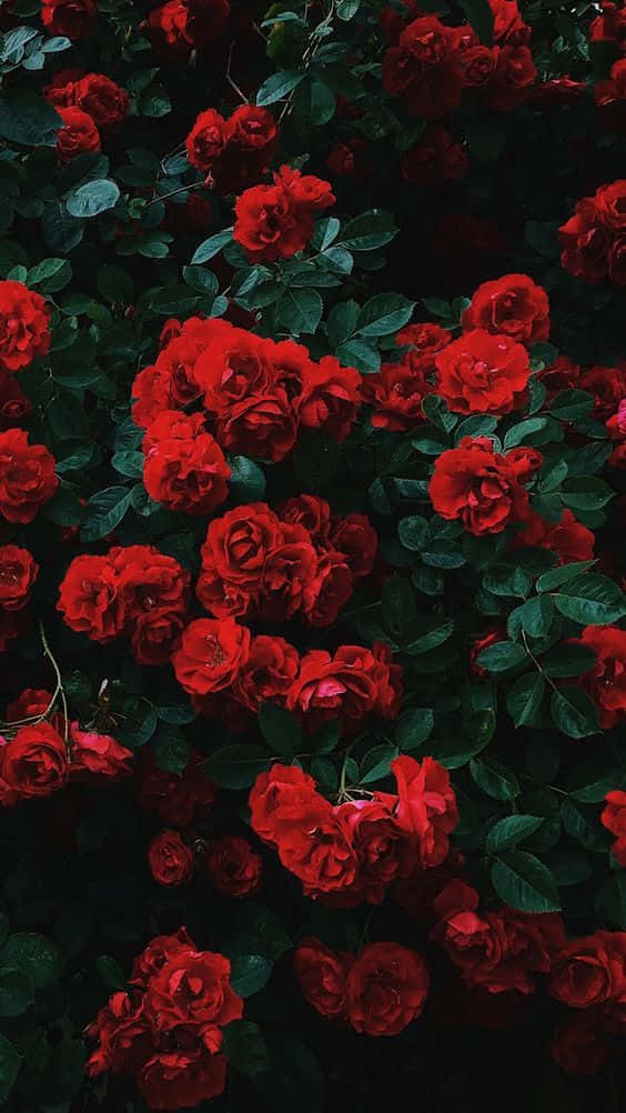 “love Is A Beautiful Thing” Wallpaper
