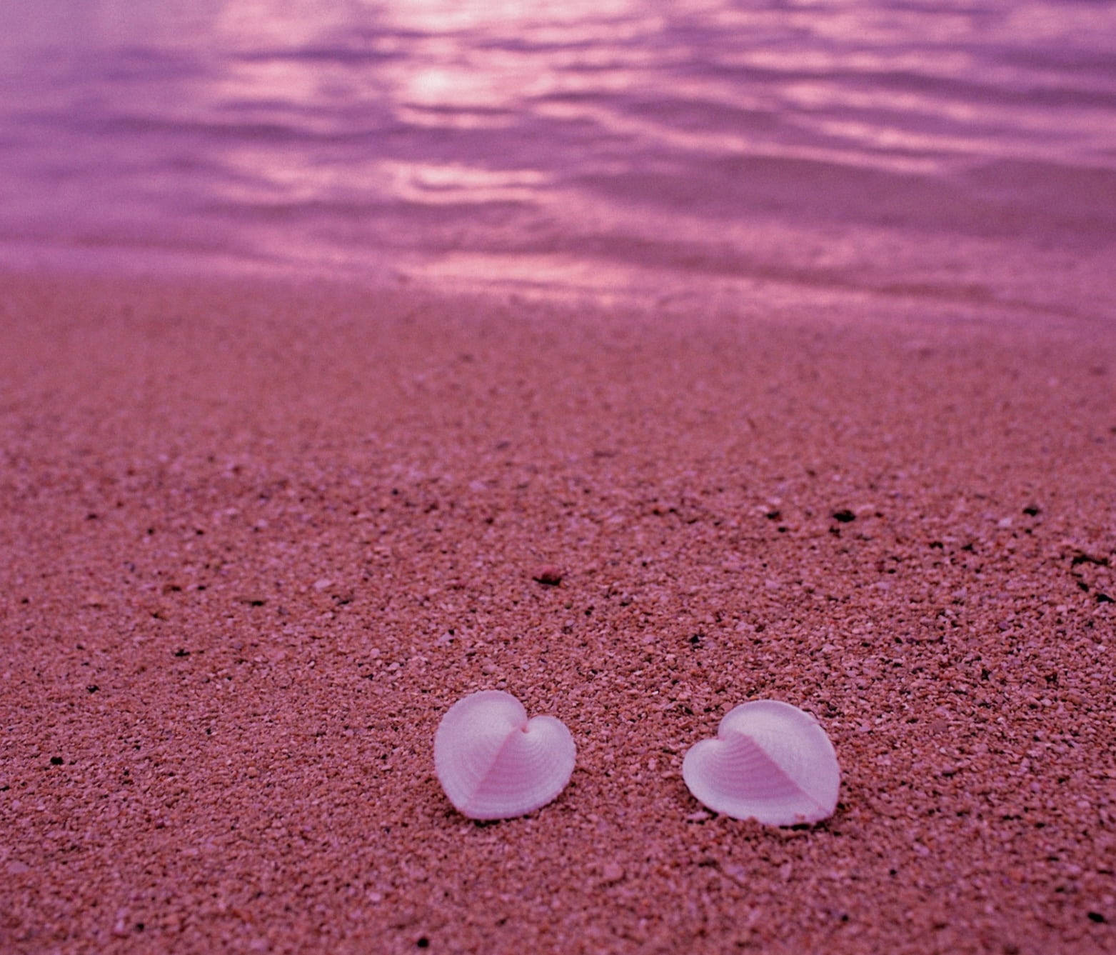 Love Nature Heart Shells Wallpaper