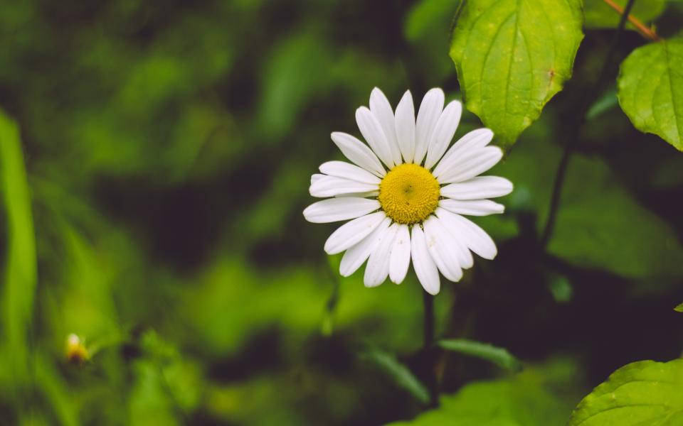 Lovely Blurred Nature Daisy Background Wallpaper