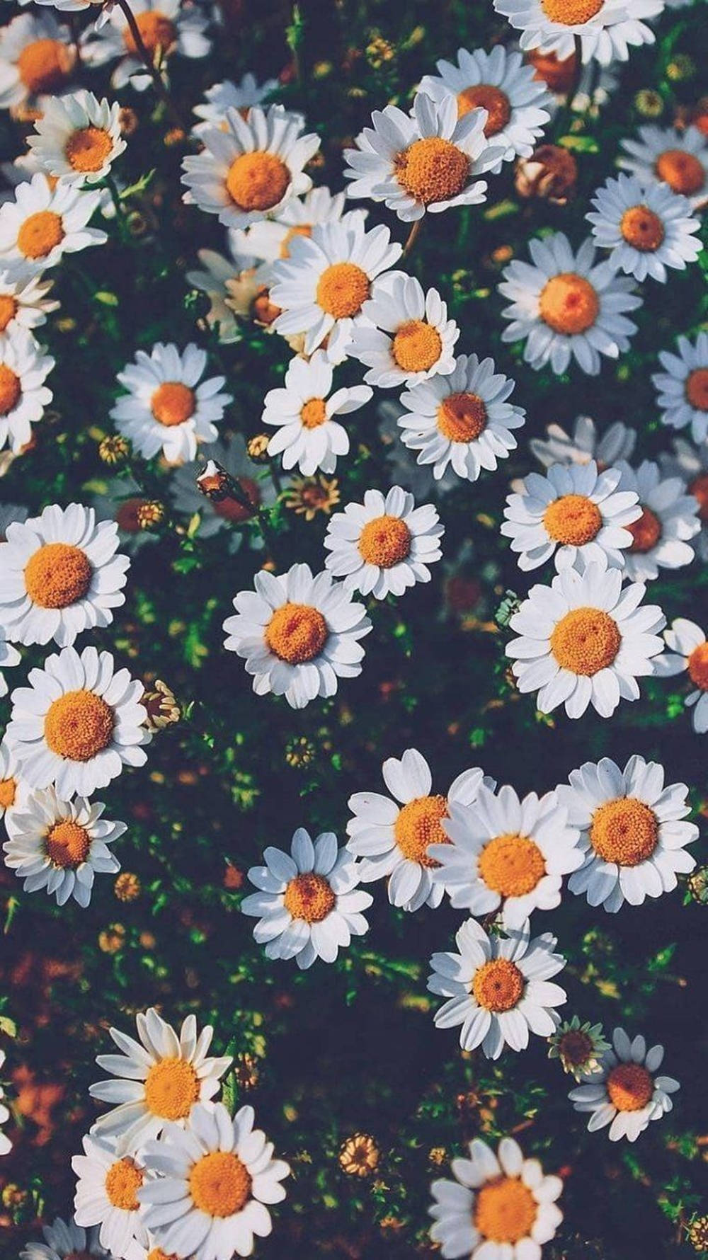 Lovely Daisy Field Phone Wallpaper