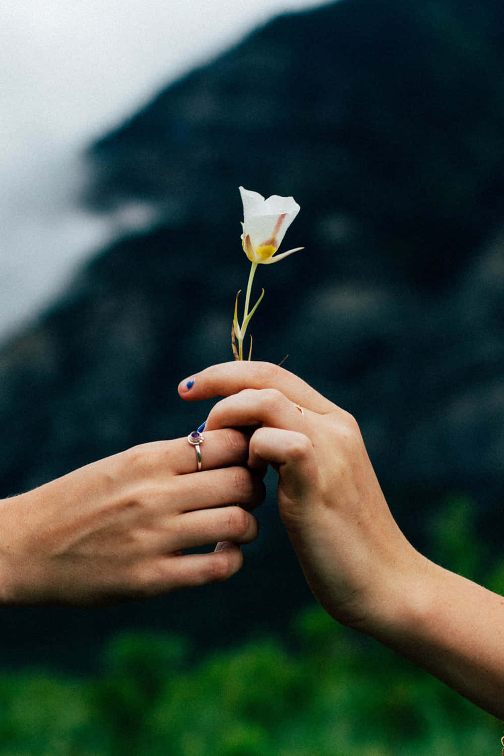 Lovely Hands Holding Rose [wallpaper] Wallpaper