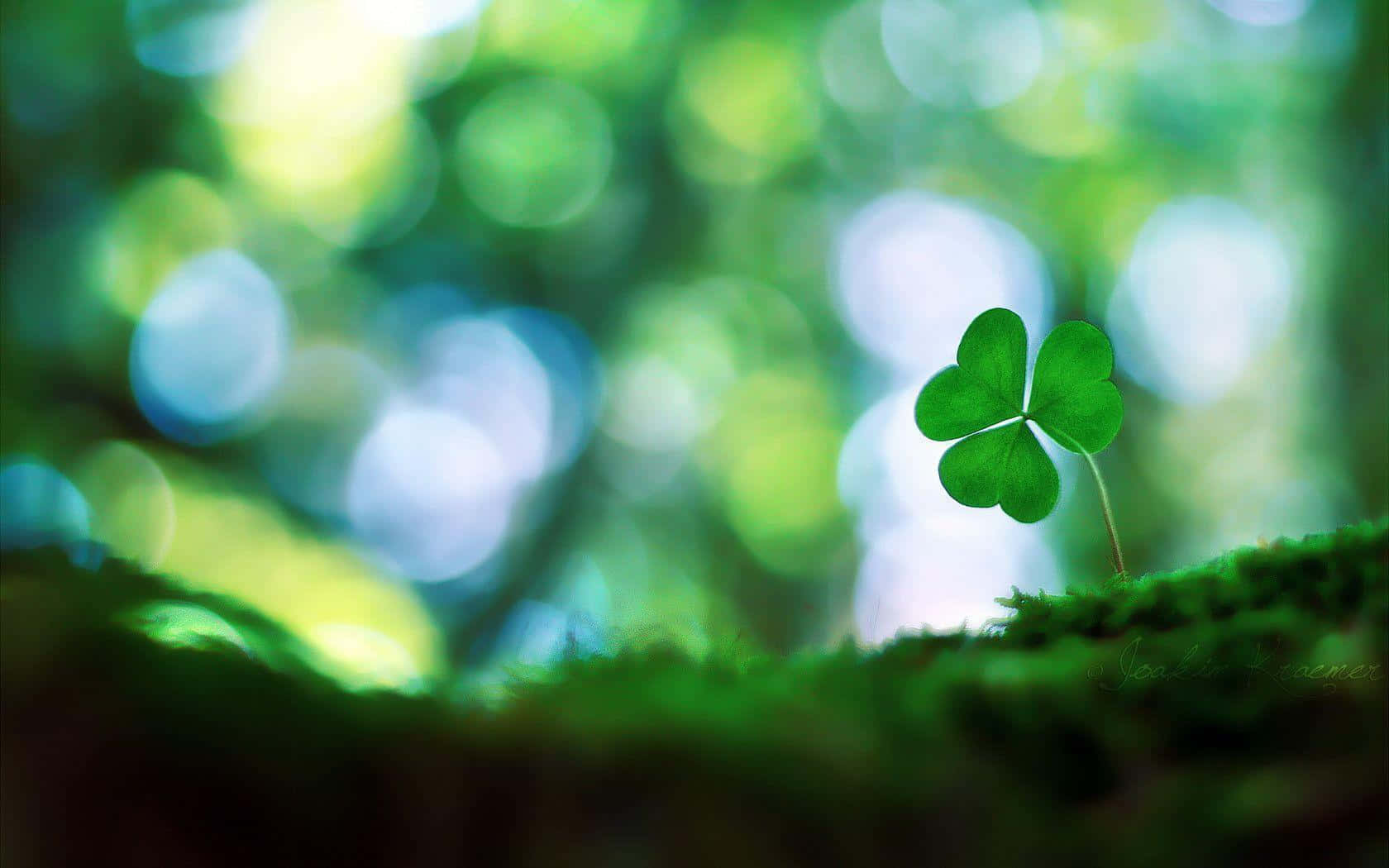 Lucky Shamrock Wallpaper