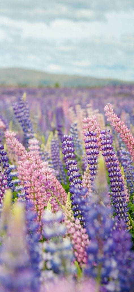 Lupine Field As An Aesthetic Purple Flower Wallpaper