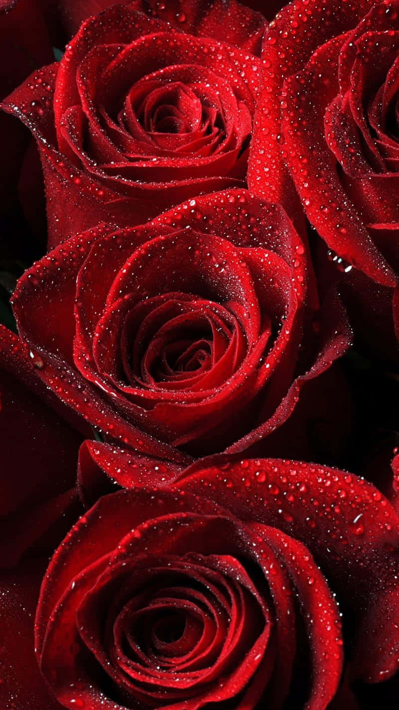 Lush Rose Mobile Wallpaper