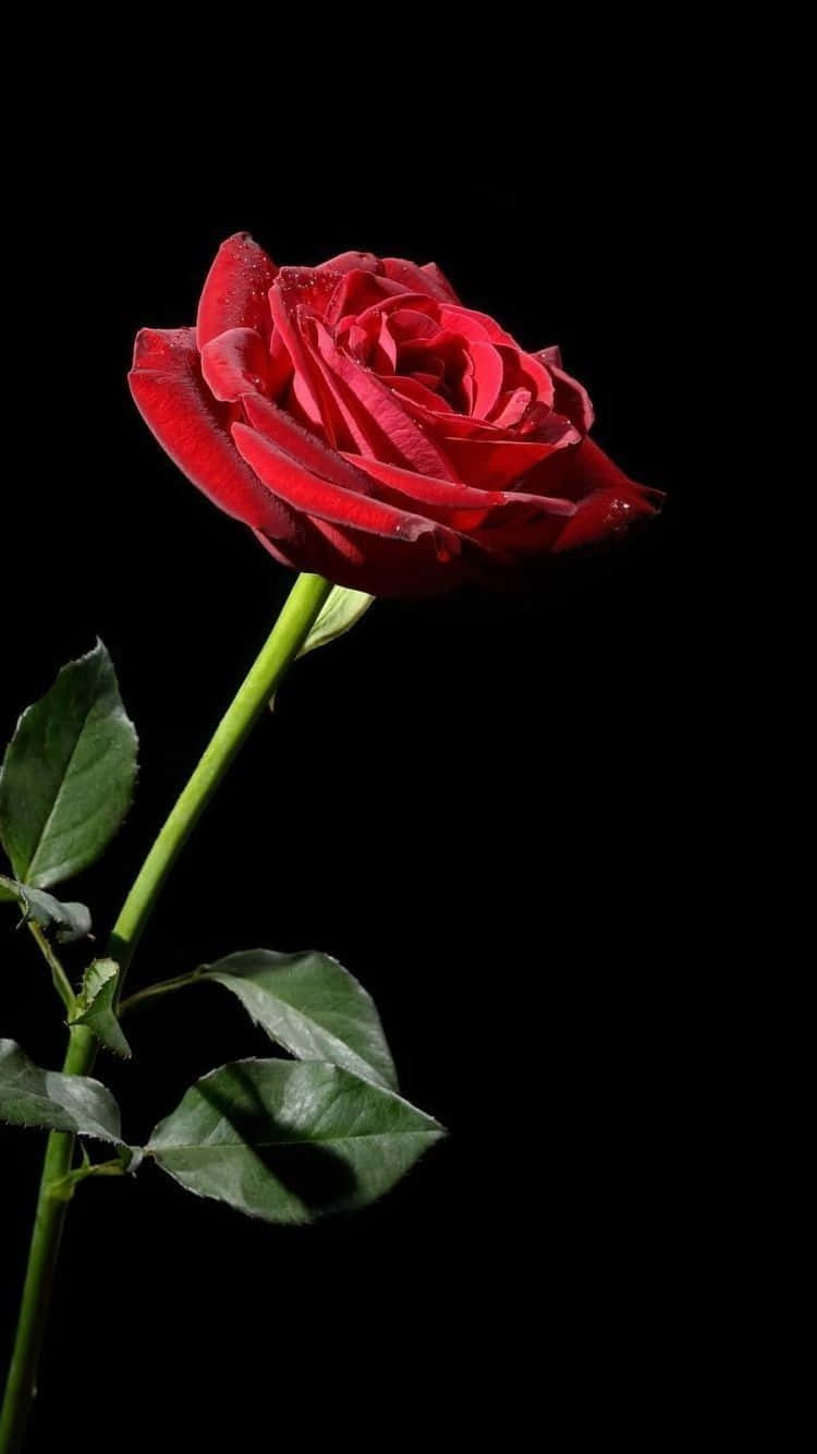 Luxurious Bouquet Of Red Roses Wallpaper