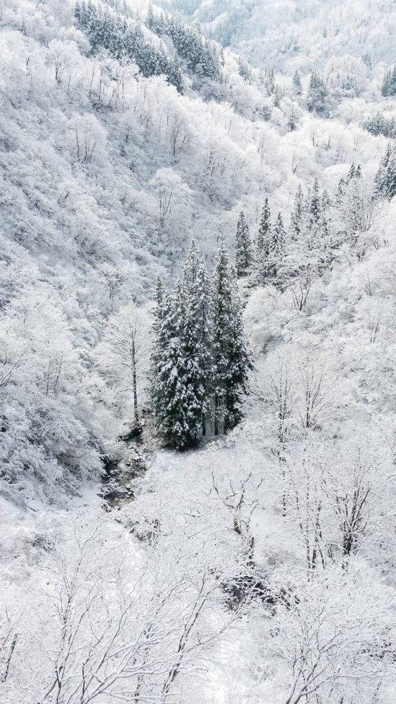 Magical White Winter Forest Iphone Wallpaper