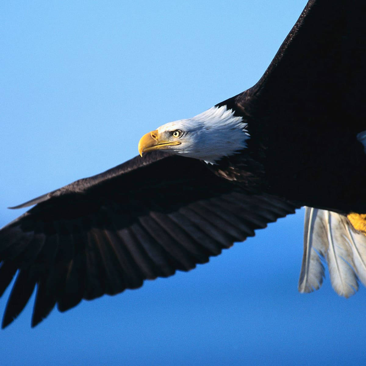 Magnificent Aguila Bird Spreading Wings Wallpaper