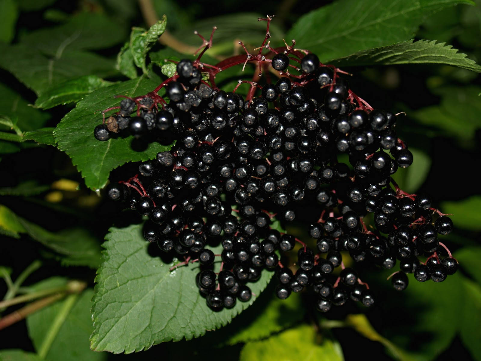 Magnificent Display Of Purple Elderberry Fruits Wallpaper