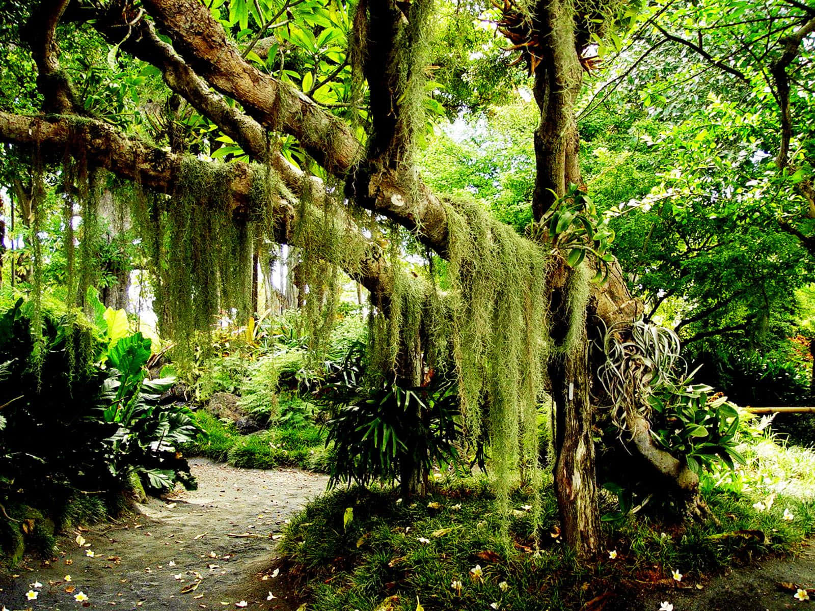 Magnificent Slanted Oak Tree With Green Rainforest Wallpaper