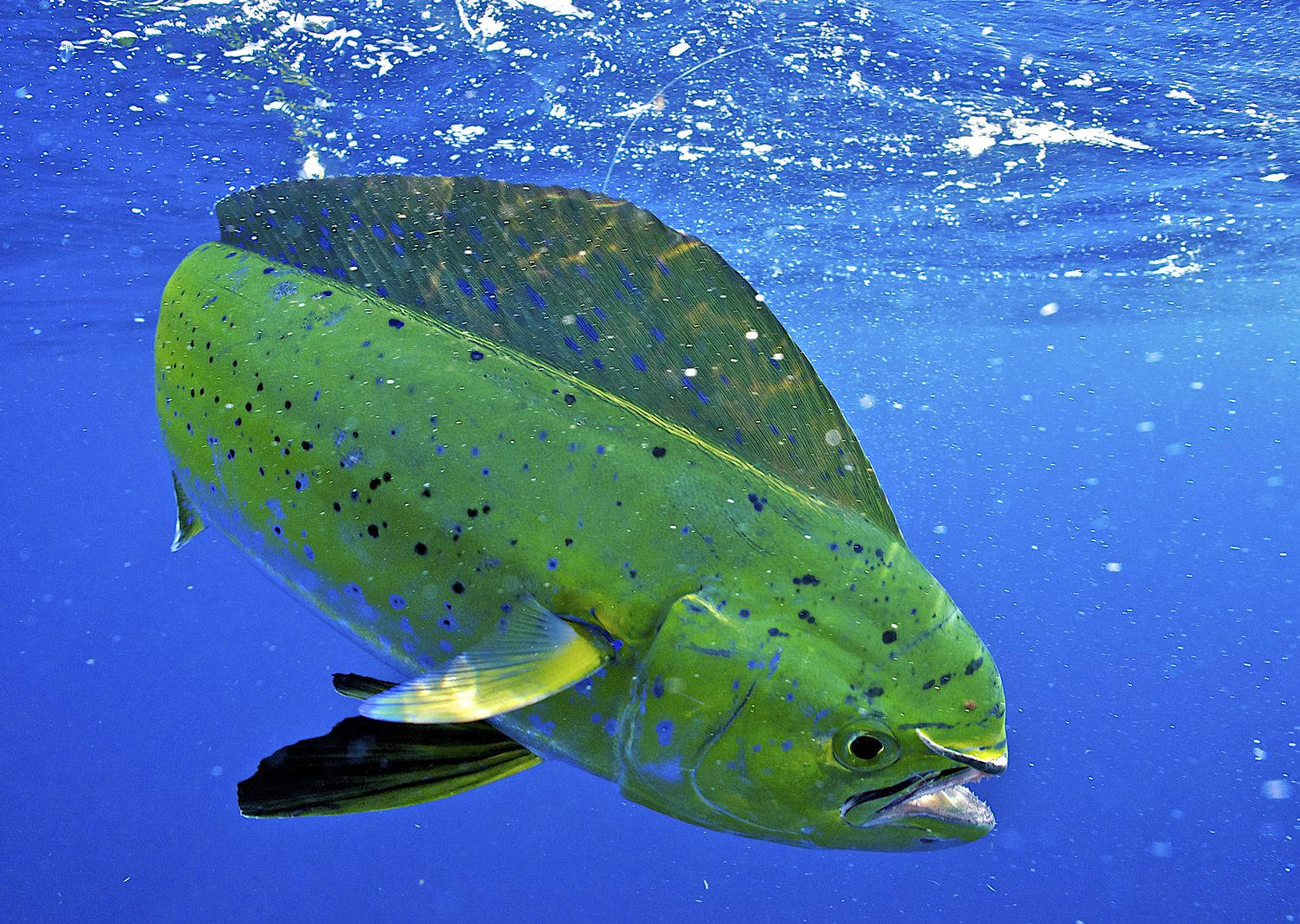 Mahi-mahi Fish Touching The Surface Wallpaper