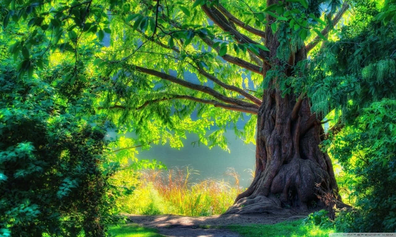 Majestic And Massive Green Tree Trunk Wallpaper