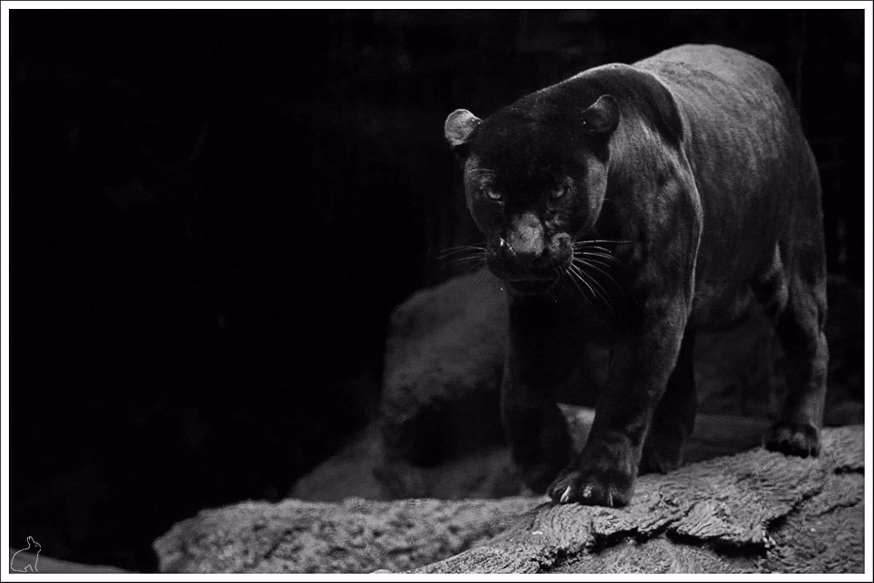 Majestic Black Jaguar Wallpaper