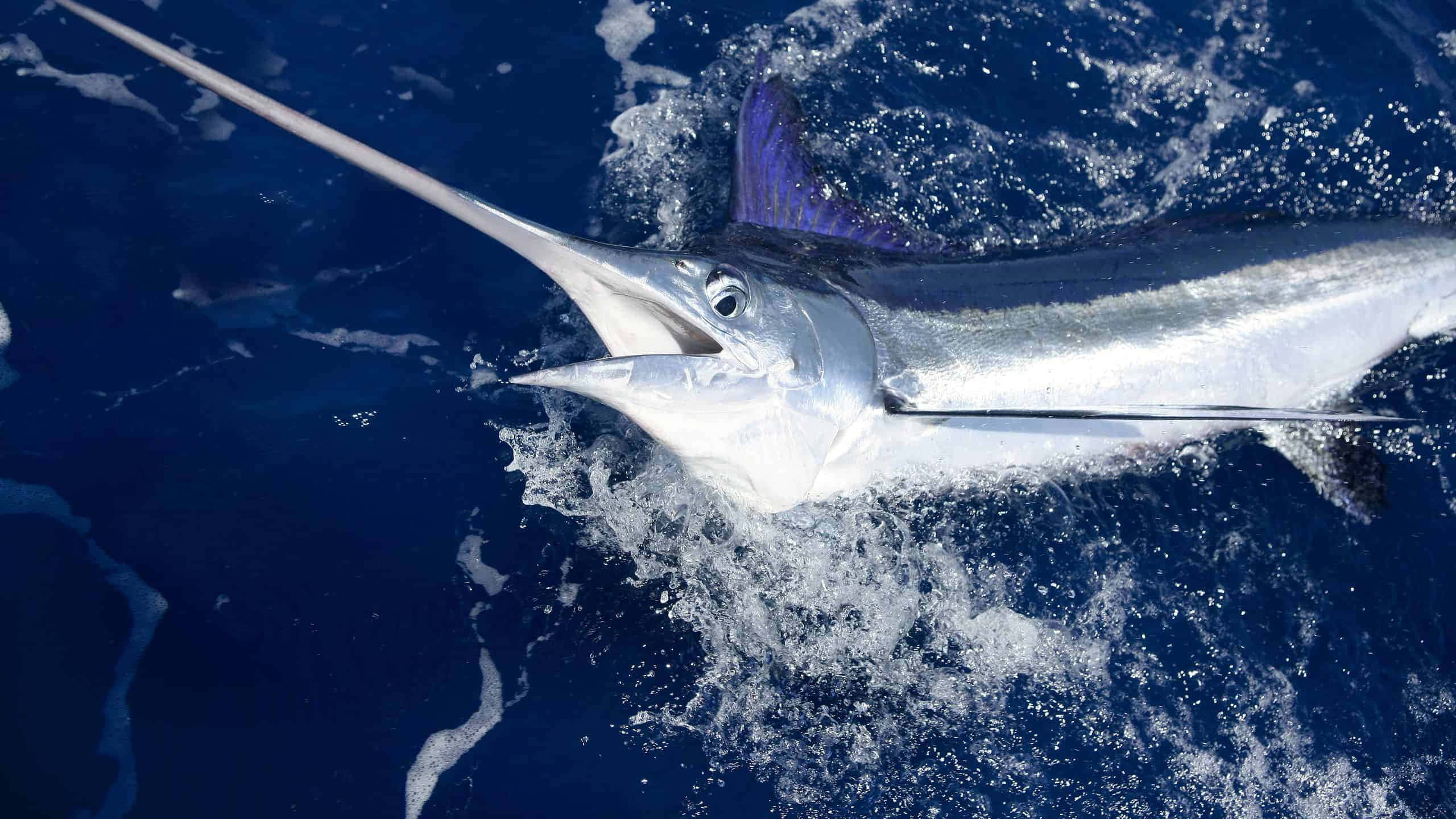 Majestic Blue Marlin Leaping In The Ocean Wallpaper