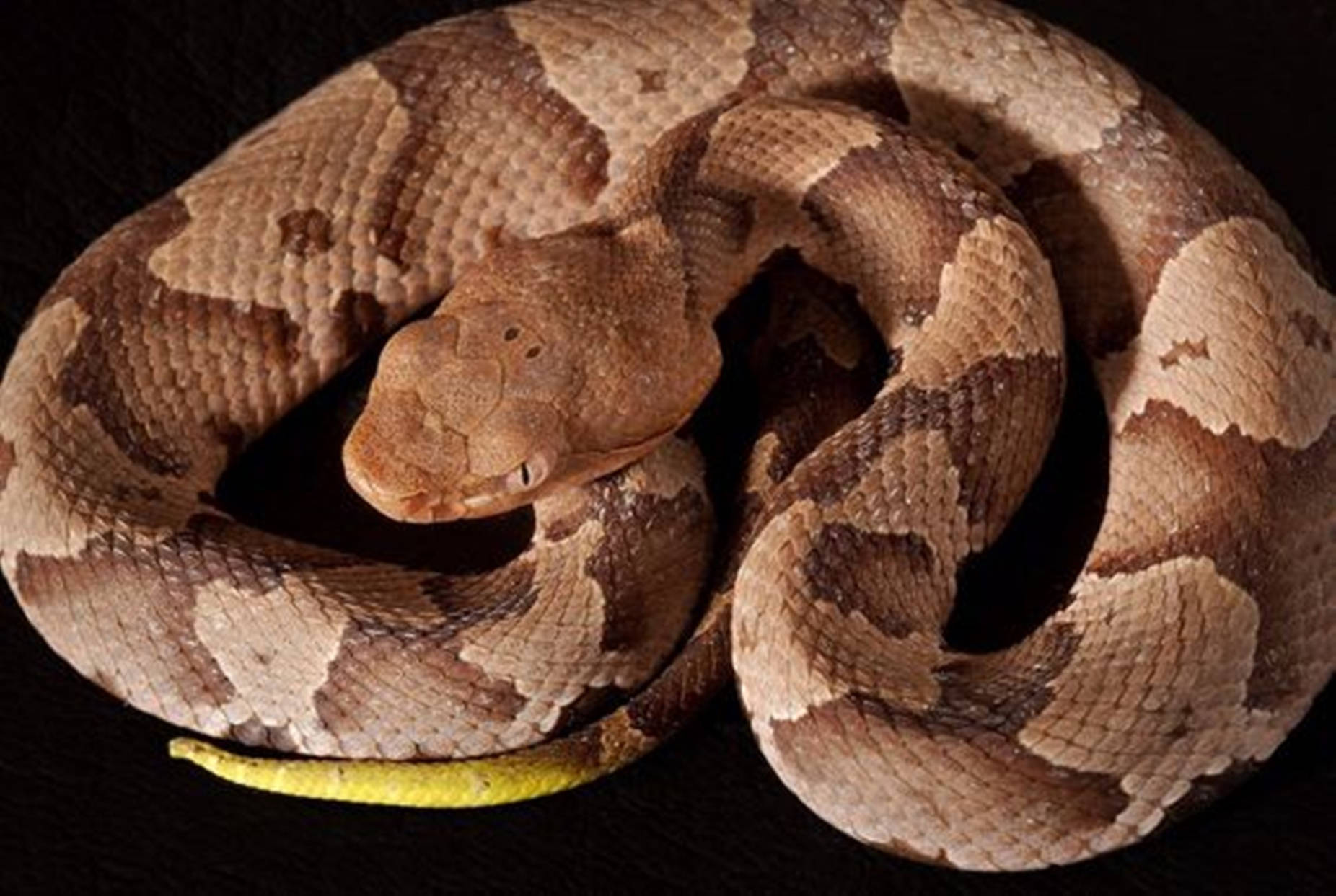 Majestic Copperhead Snake In Natural Habitat Wallpaper