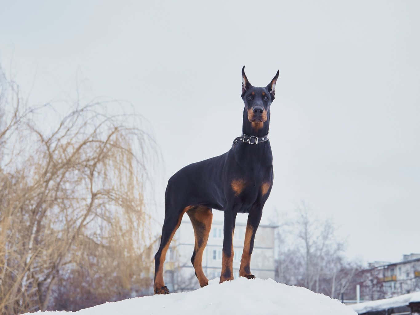 Majestic Doberman Sitting Majestically In The Snow Wallpaper