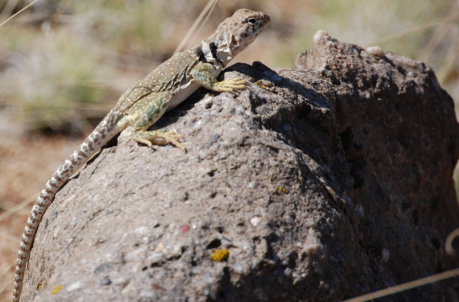 Majestic Great Basin Collared Lizard Wallpaper