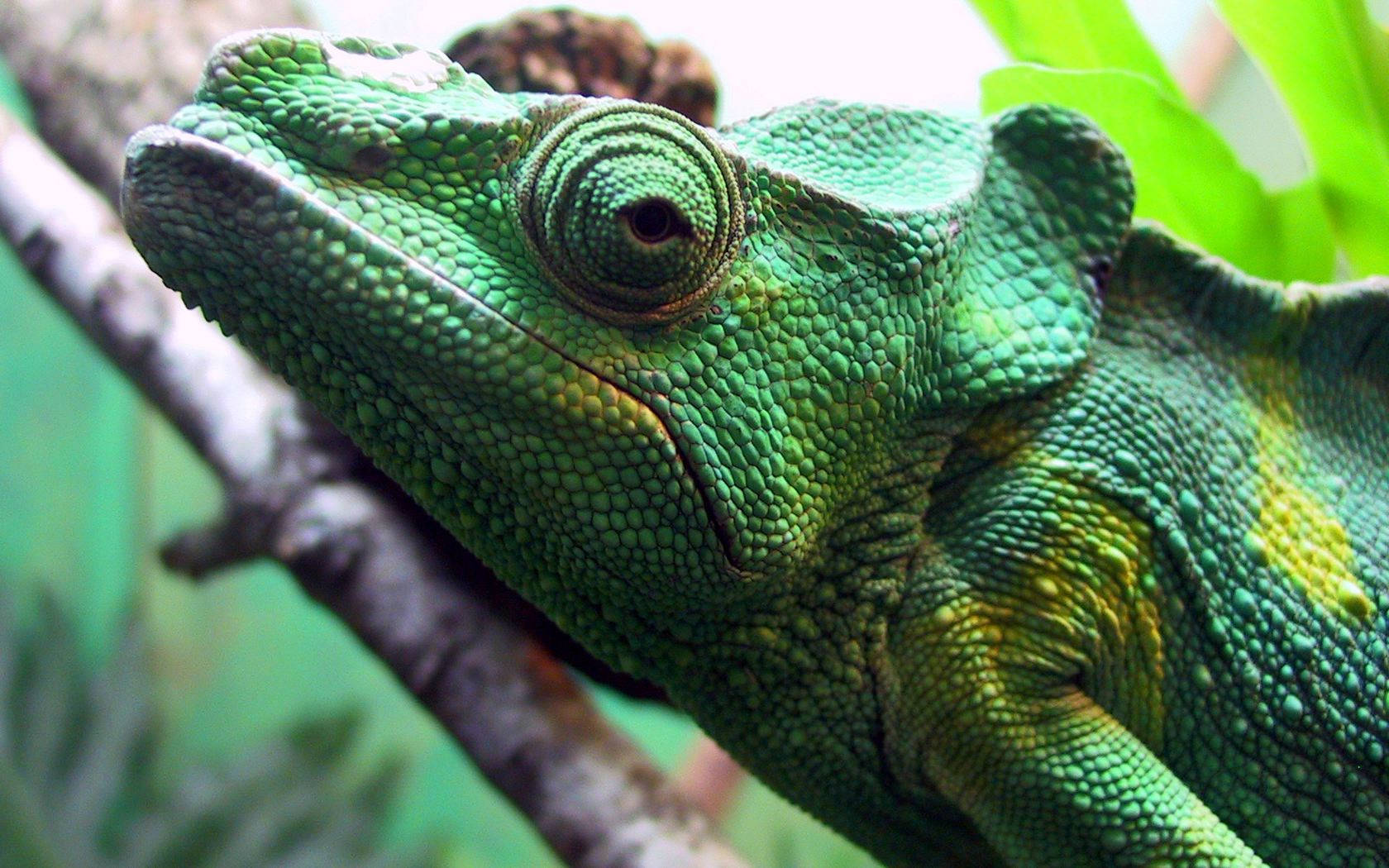 Majestic Green Iguana Perched On A Tree Branch Wallpaper