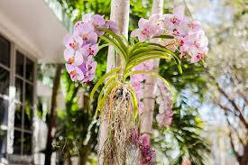 Majestic Hanging Orchid Flowers In Full Bloom. Wallpaper