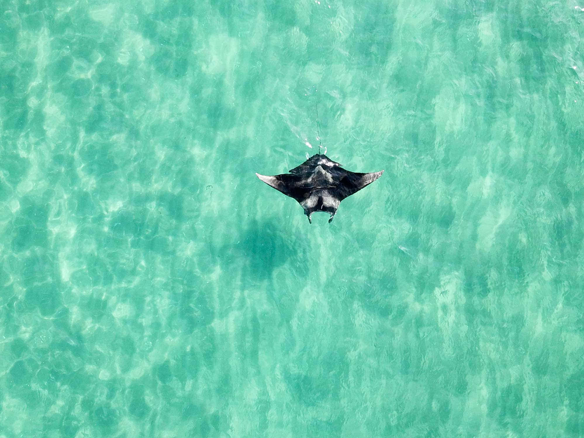 Majestic Manta Ray Gliding Through The Deep Blue Wallpaper