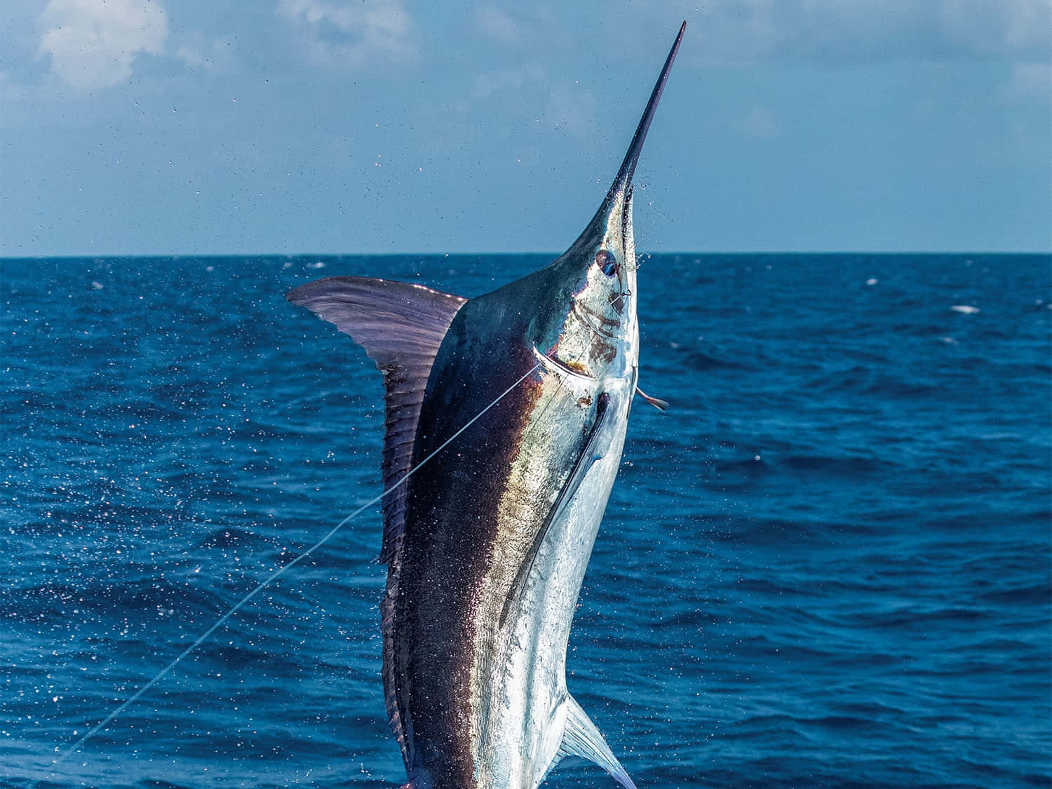 Majestic Marlin Leaping Sea Wallpaper