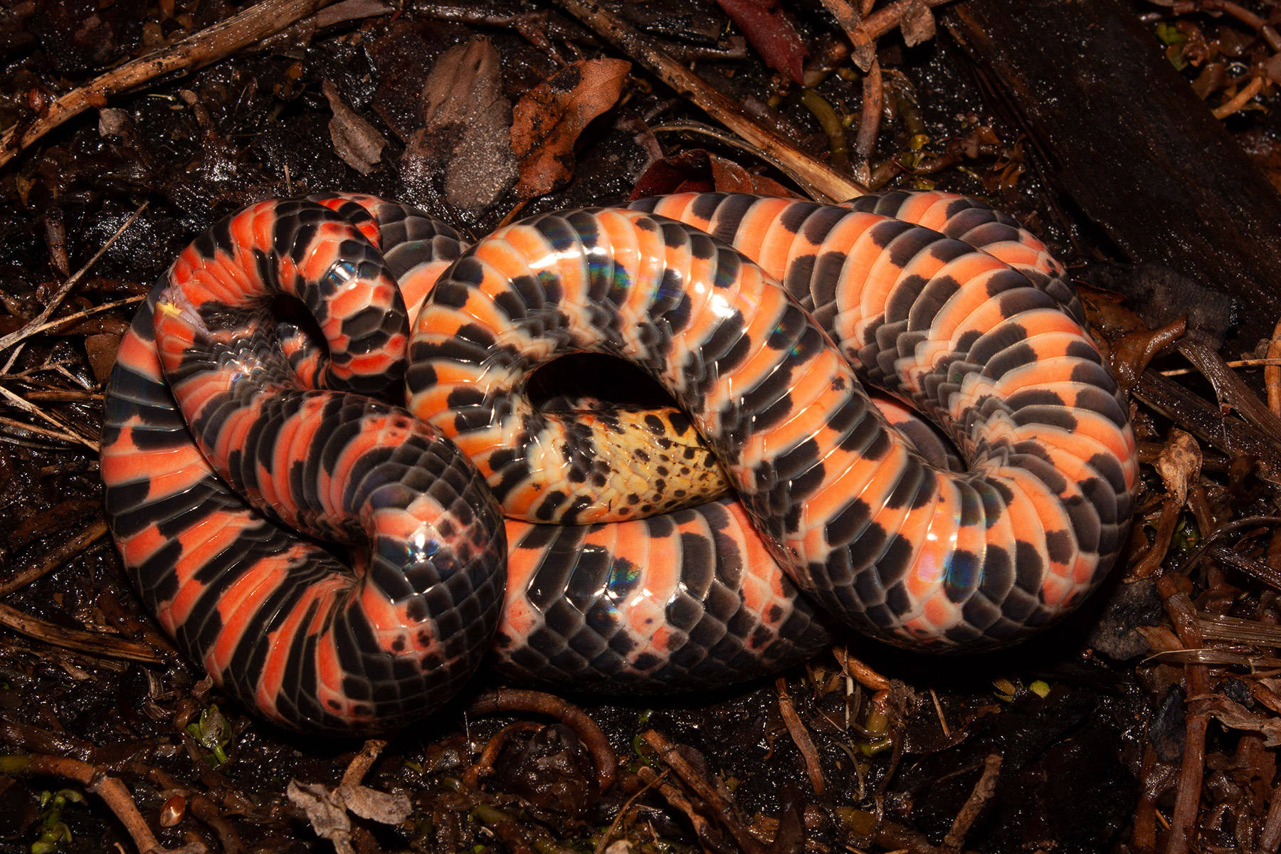 Majestic Mud Snake Flaunting Its Vibrant Underbelly In Natural Habitat. Wallpaper