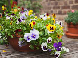 Majestic Pansy Flower In Full Bloom Wallpaper