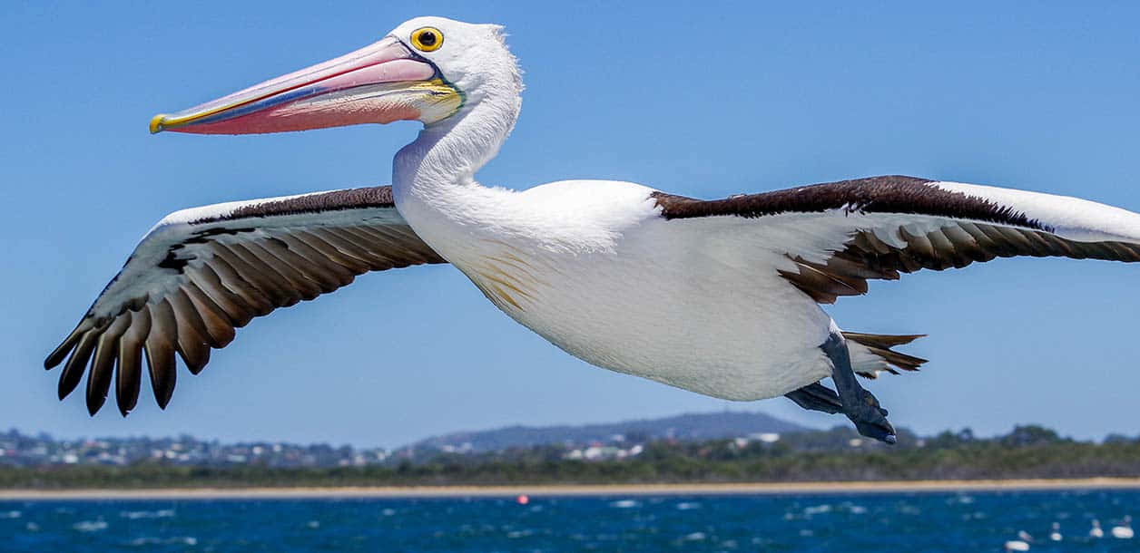 Majestic Pelican In Flight Wallpaper