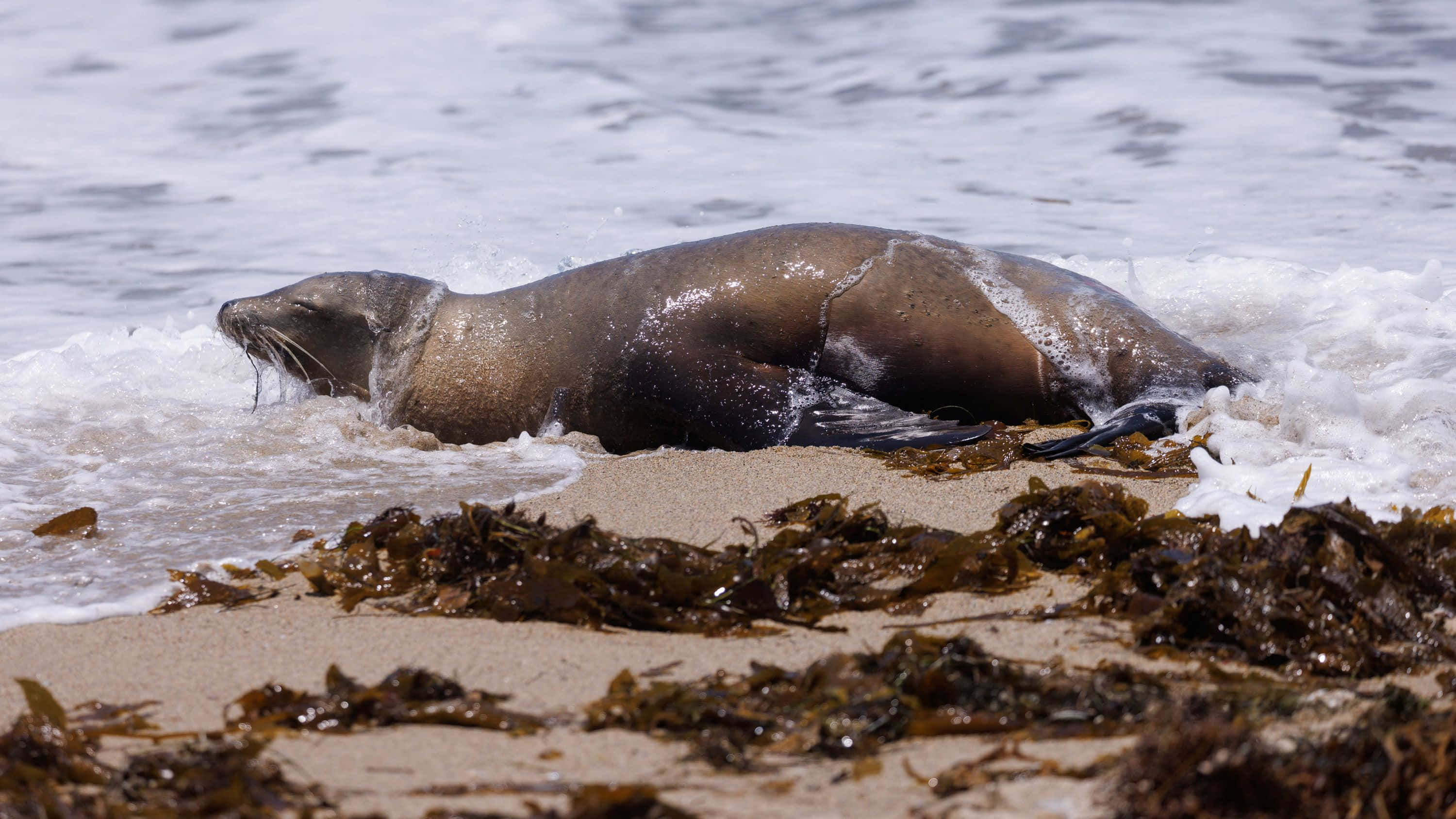 Majestic Sea Lion Basking In The Sun Wallpaper