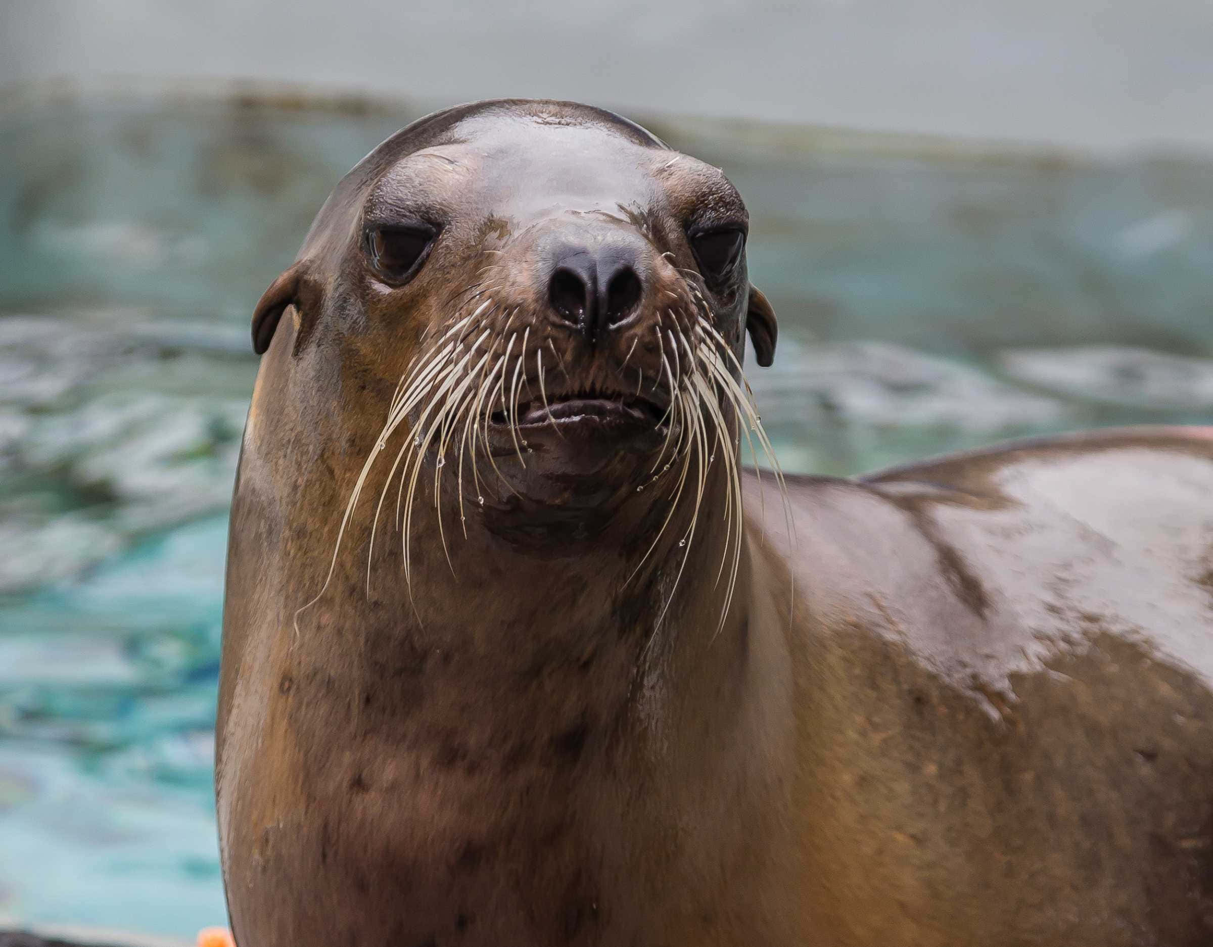 Majestic Sea Lion Lounging On A Rocky Shore Wallpaper