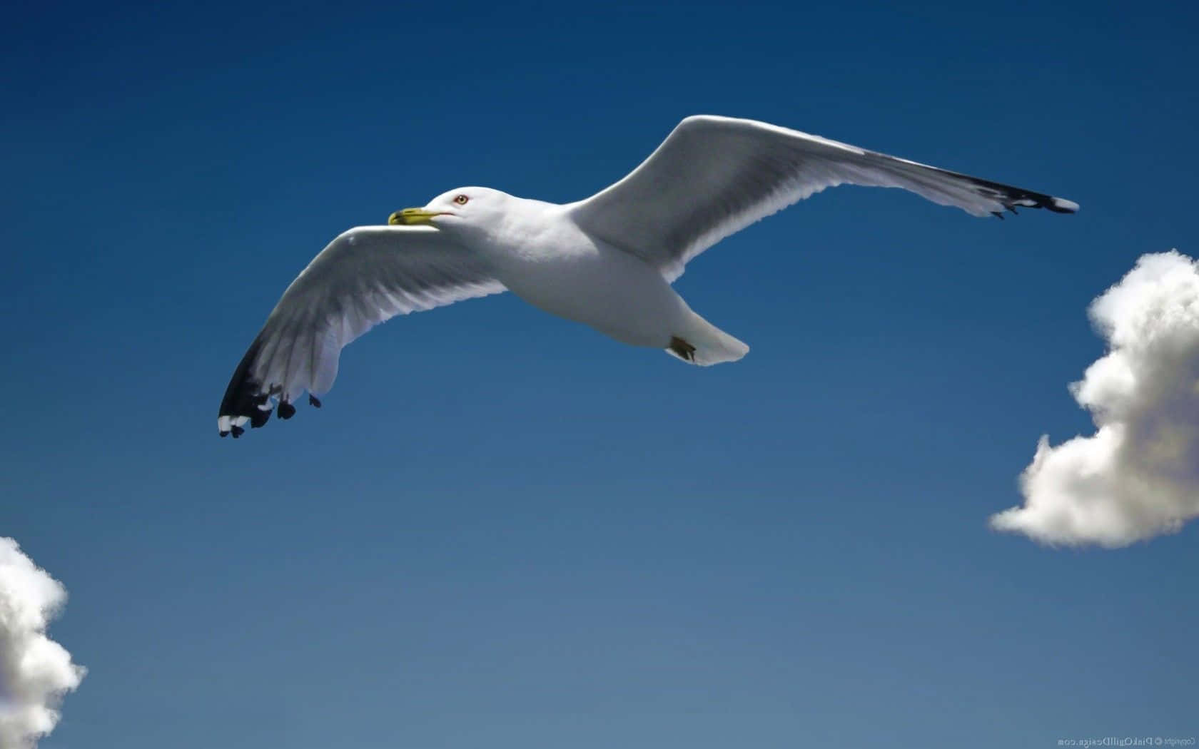 Majestic Seagull Soaring In The Sky Wallpaper