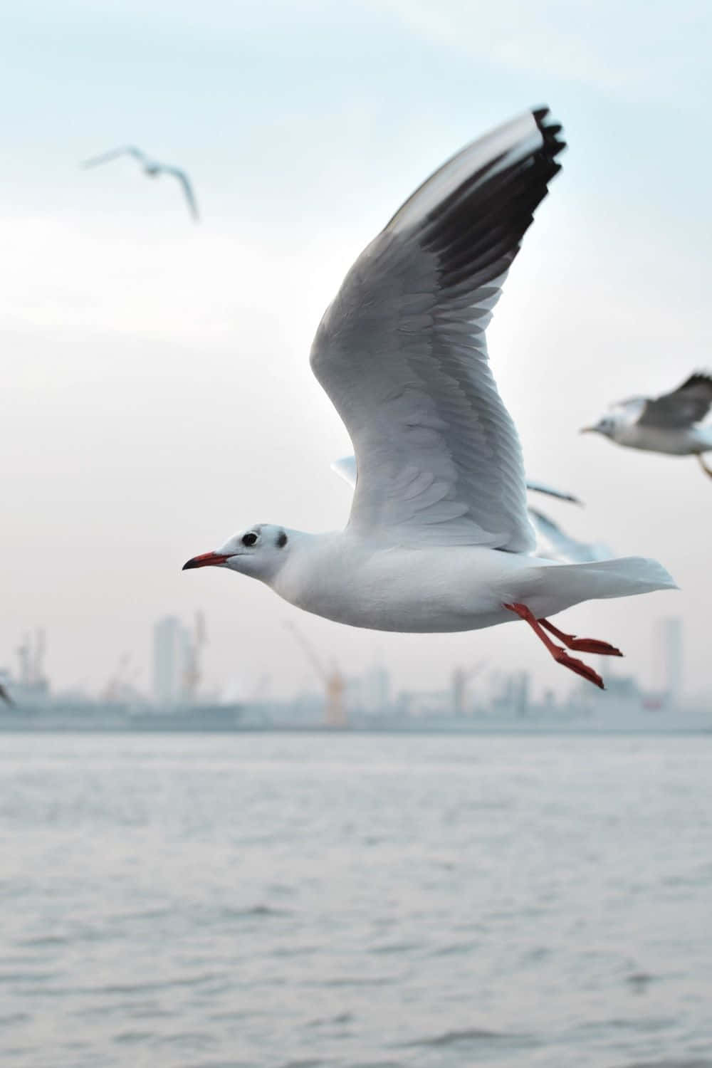 Majestic Seagull Soaring In The Sky Wallpaper