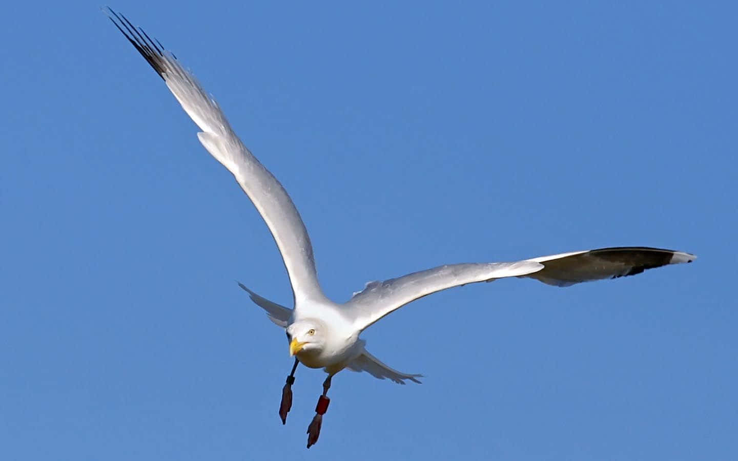 Majestic Seagull Soaring Over The Ocean Wallpaper