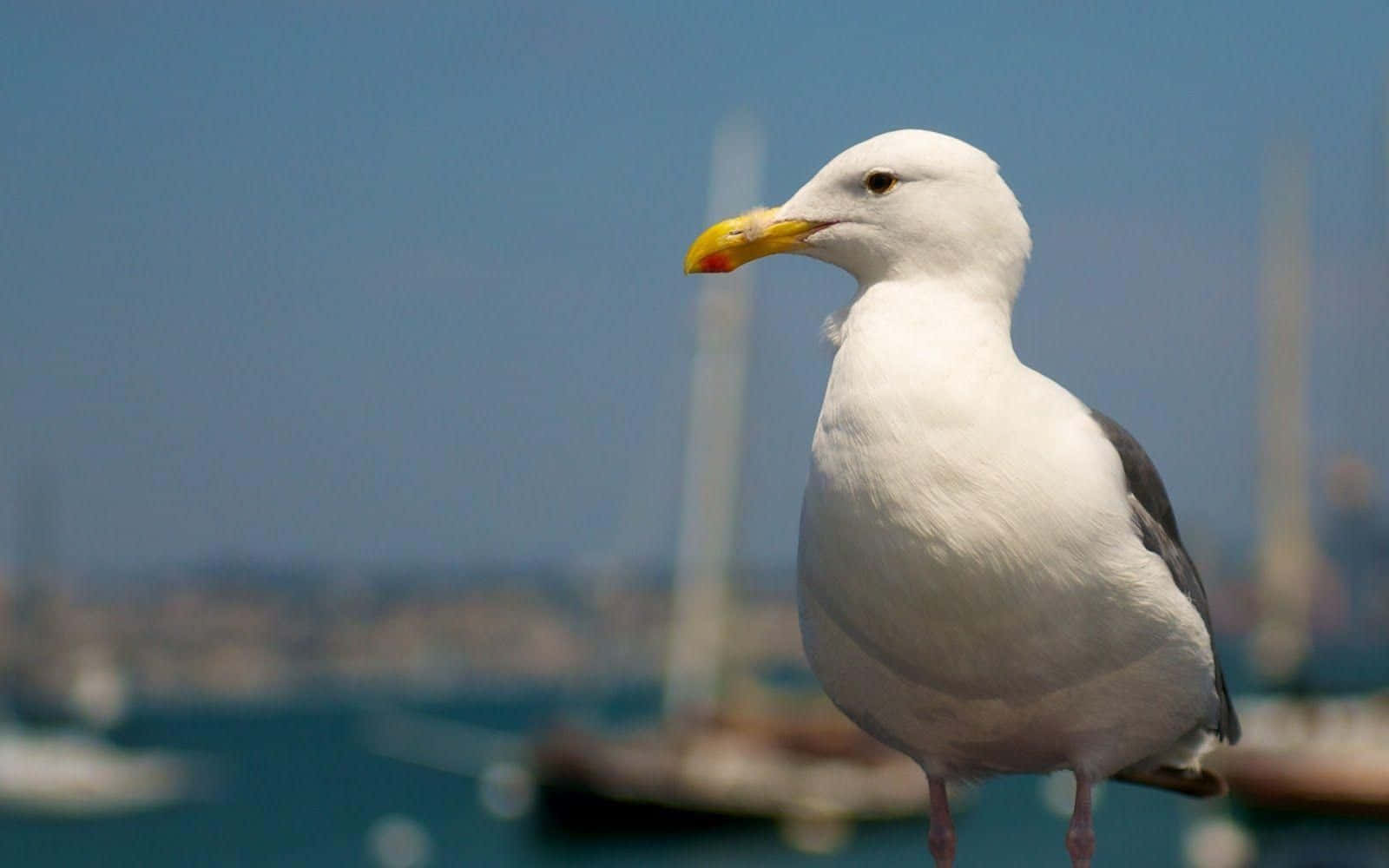 Majestic Seagull Soaring Through The Sky Wallpaper