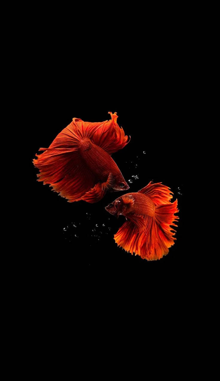 Majestic Siamese Fighting Fish On Iphone Wallpaper Wallpaper