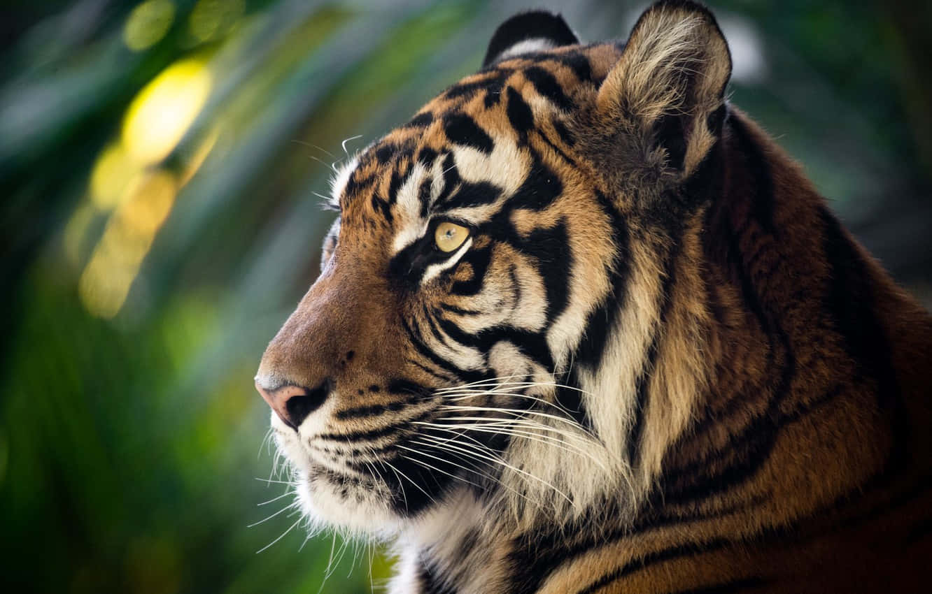 Majestic Side Profile Of A Fierce Tiger Wallpaper