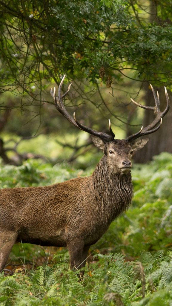 Majestic Stag Wild Animal Wallpaper