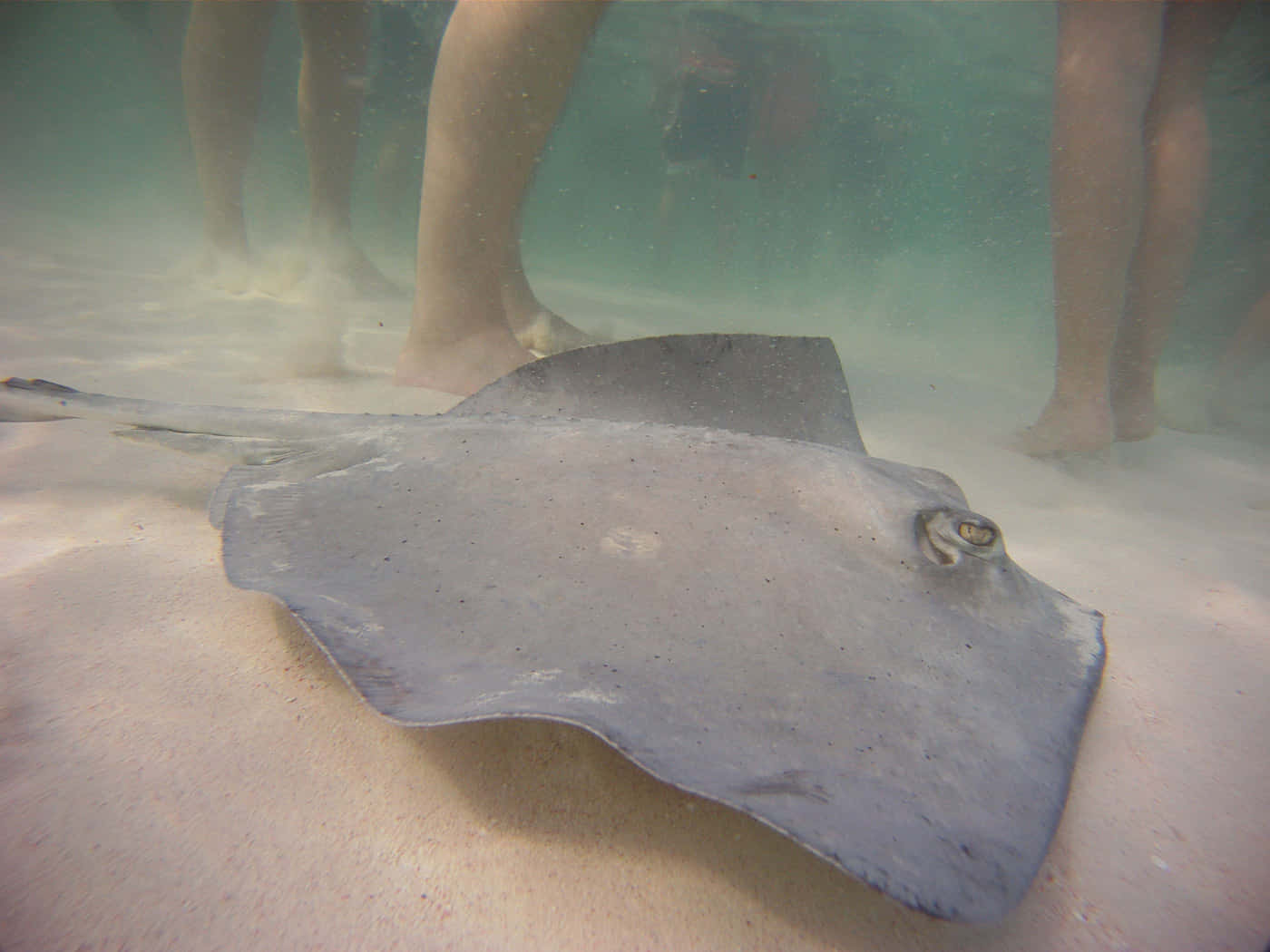 Majestic Stingray Swimming In Crystal Clear Water Wallpaper