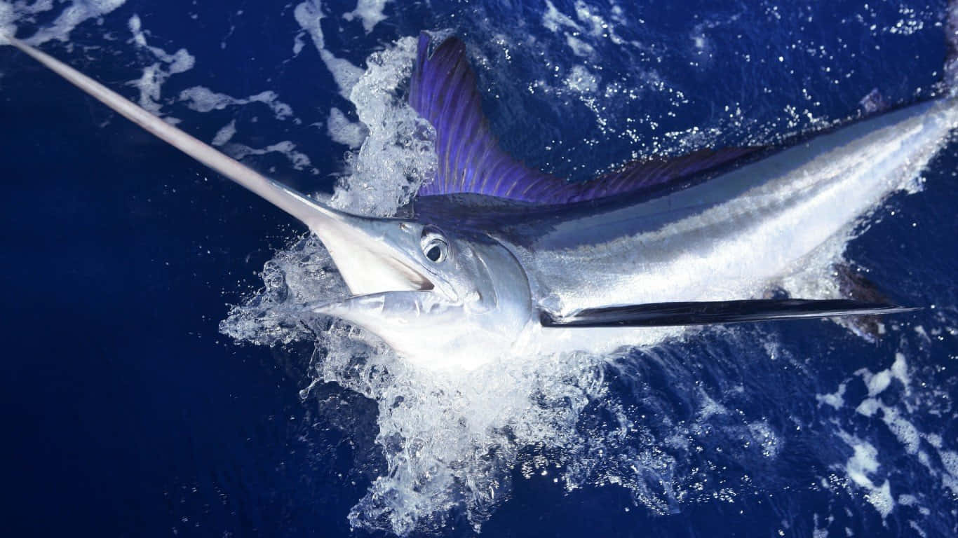 Majestic Swordfish In Action.jpg Wallpaper