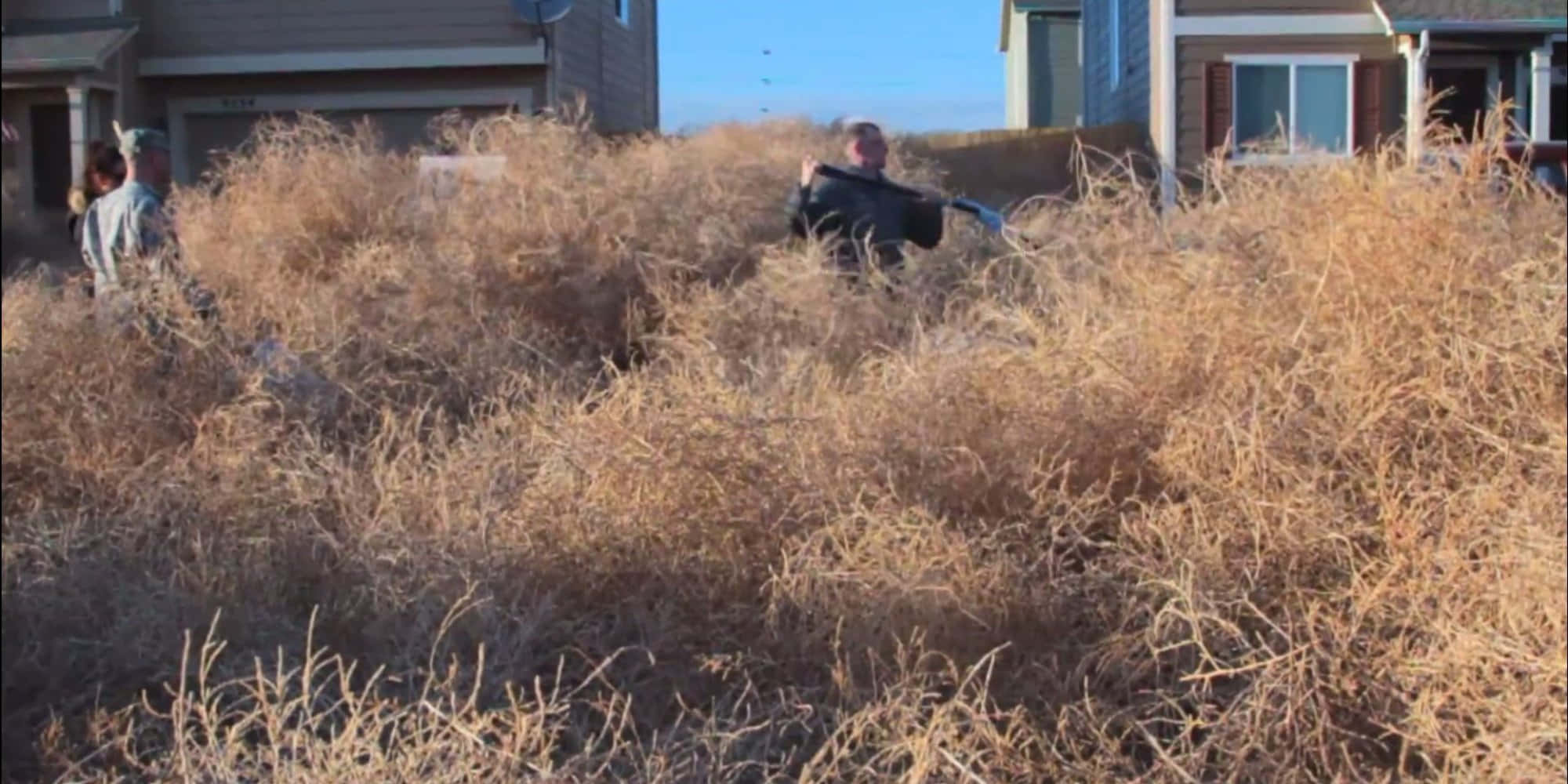 Majestic Tumbleweed In Desert Terrain Wallpaper