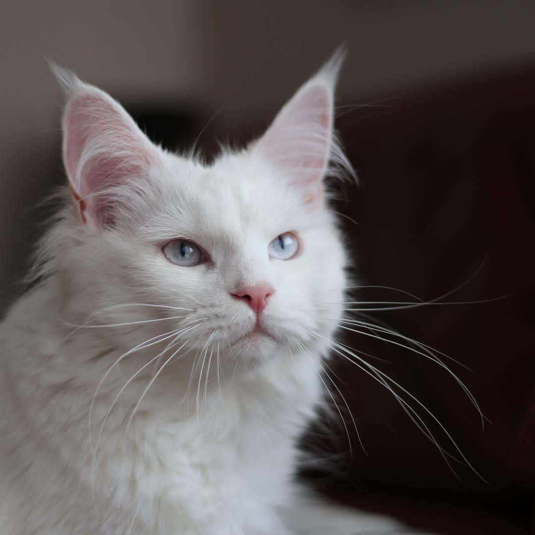 Majestic White Cat Blue Eyes Wallpaper