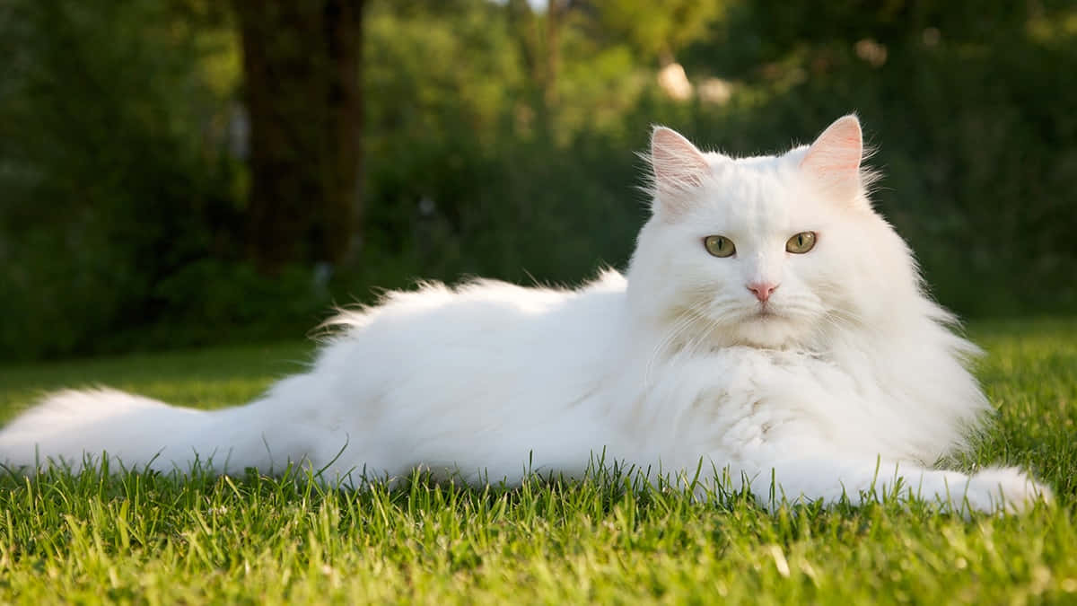 Majestic_ White_ Cat_ Relaxing_ Outdoors.jpg Wallpaper