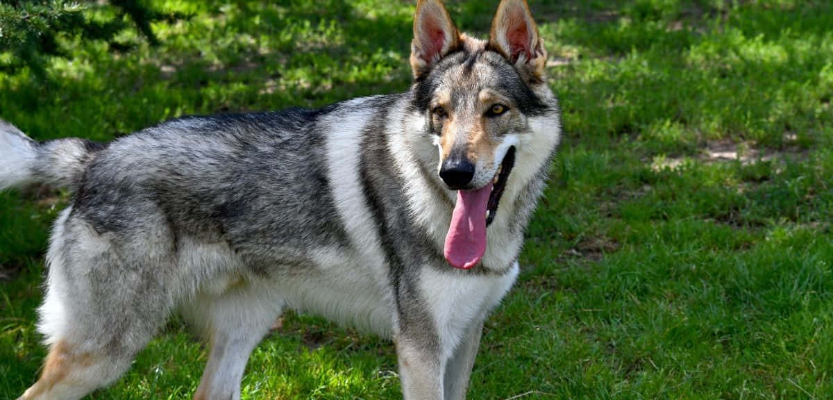 Majestic Wolfdog Exploring The Forest Wallpaper