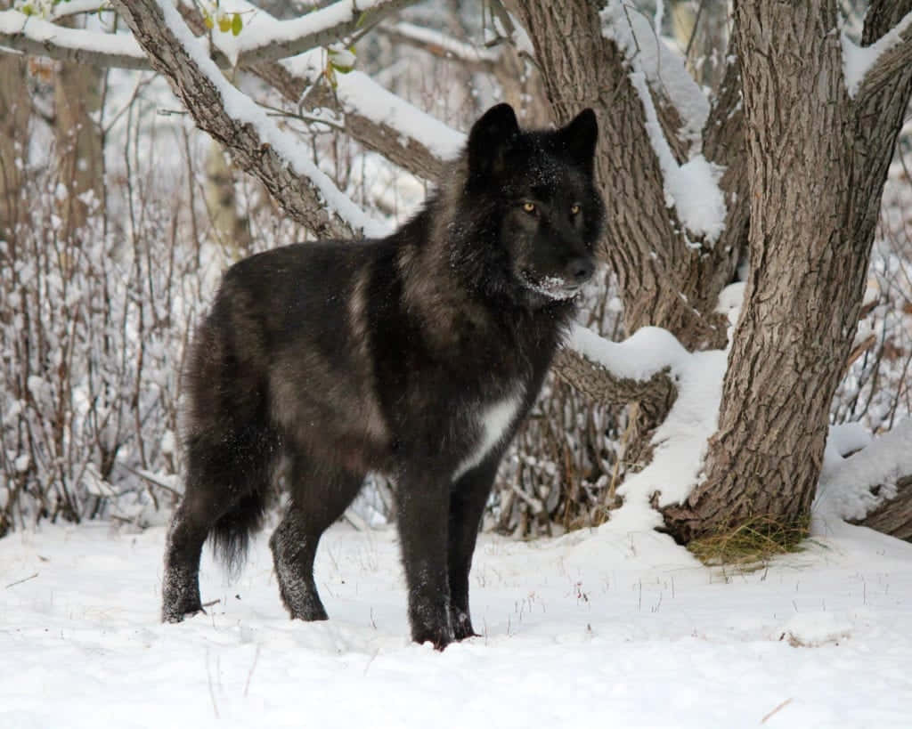 Majestic Wolfdog Stands Amidst Nature Wallpaper