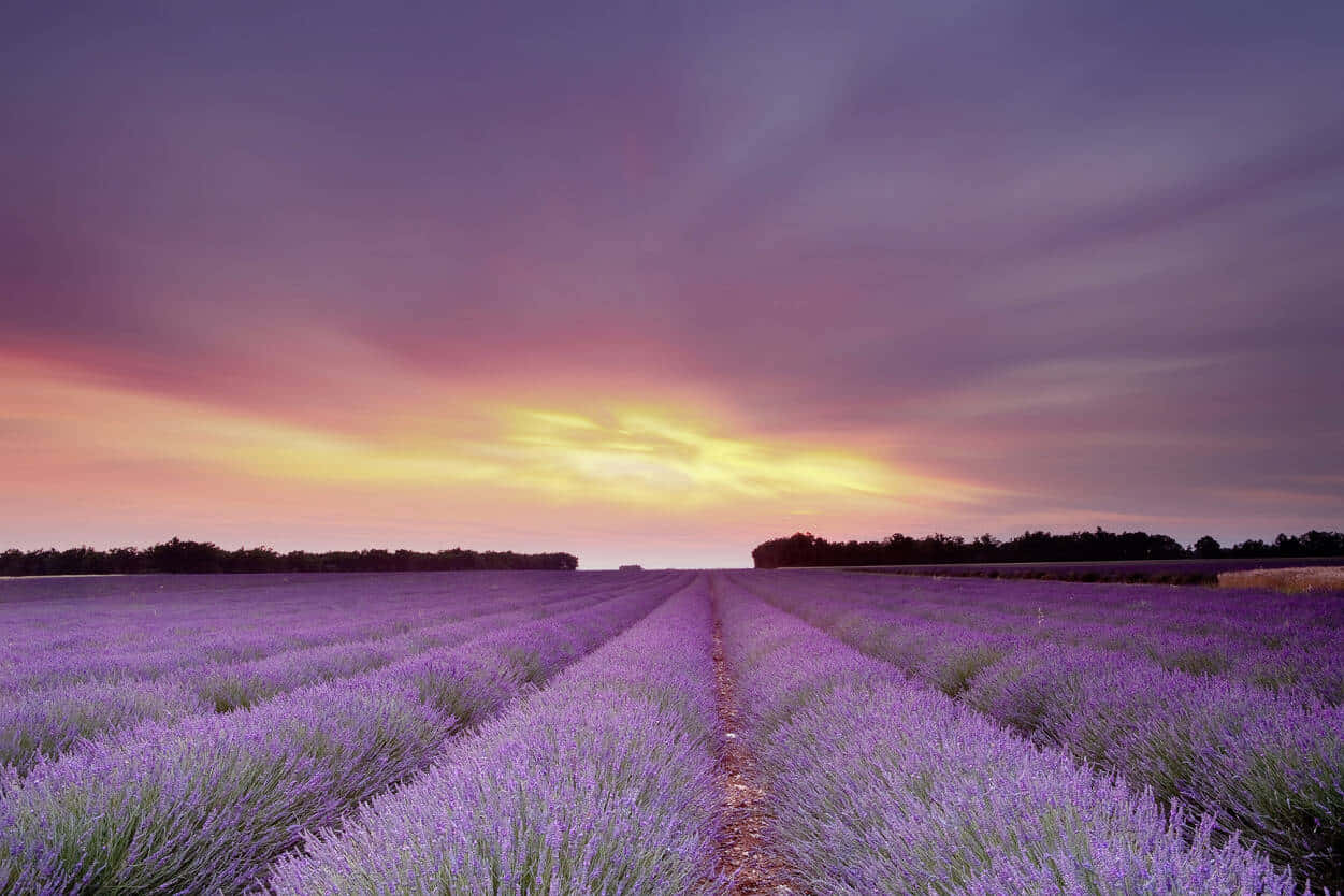 Make A Statement With A Sleek Lavender Laptop Wallpaper