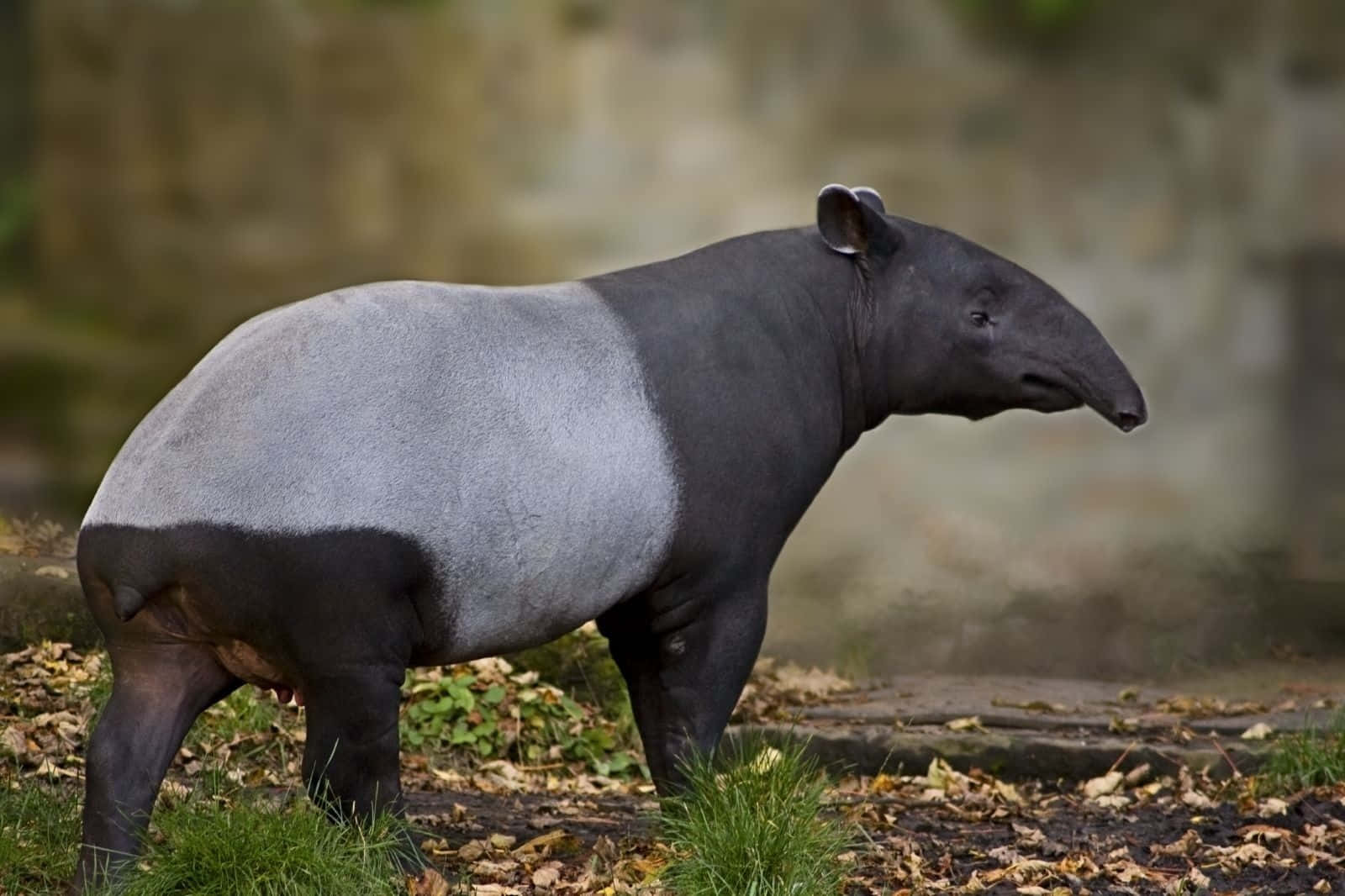 Malayan Tapir Standing Outdoors.jpg Wallpaper