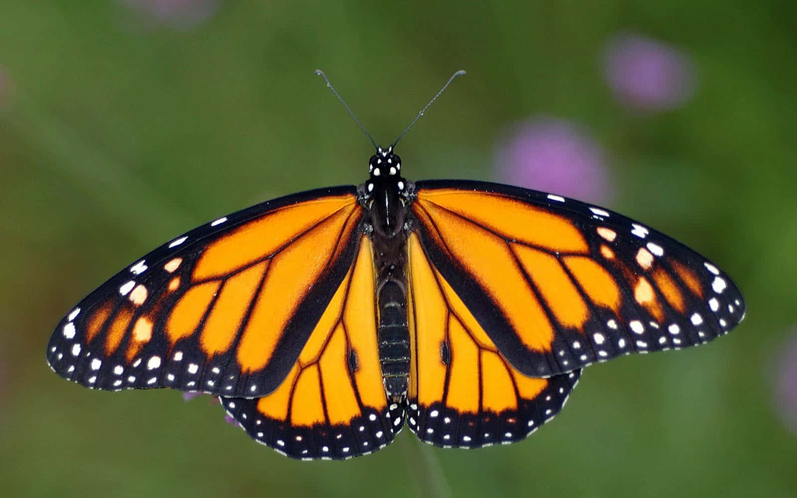 Male Orange Monarch Butterfly Close Up Shot Wallpaper