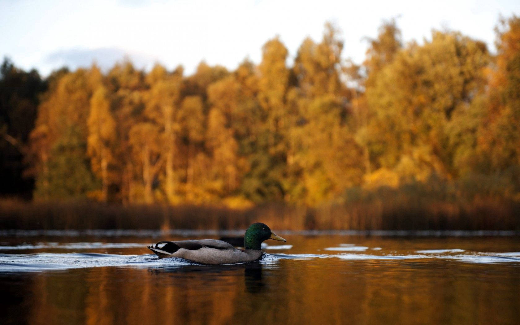 Mallard Duck In Lake Wallpaper