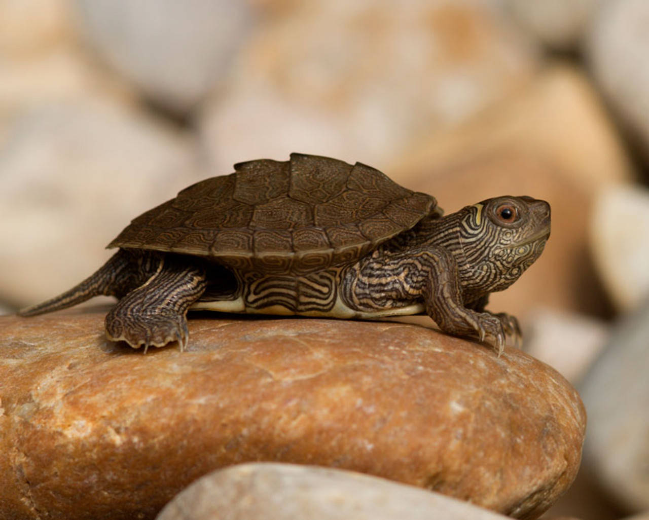 Map Turtle On Top Of Orange Rock Wallpaper