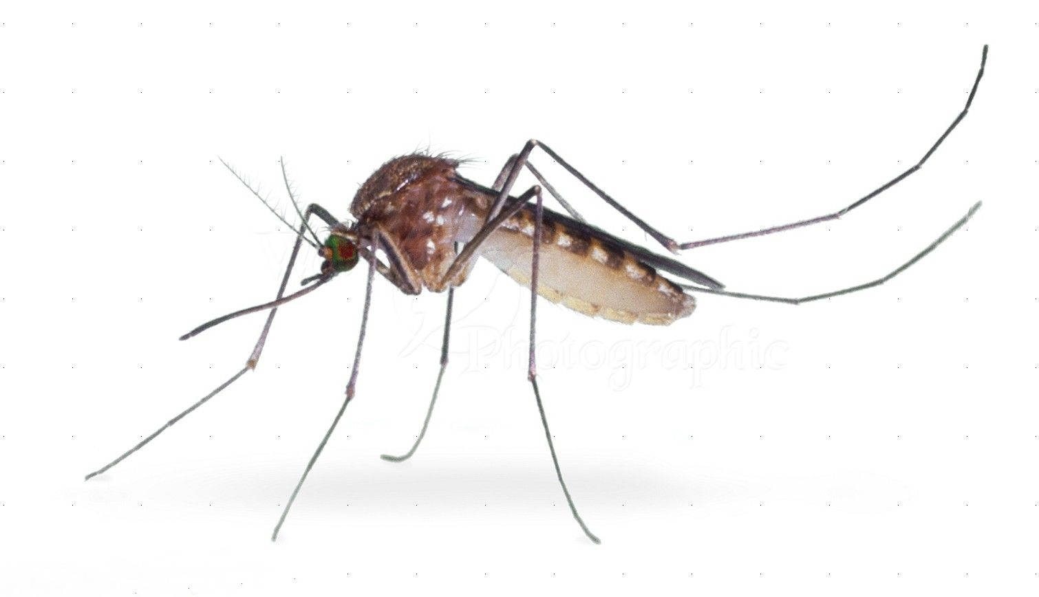 Marsh Mosquito Close Up Wallpaper